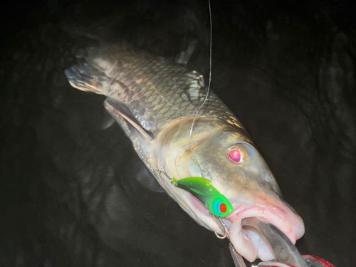 ニゴイの釣果