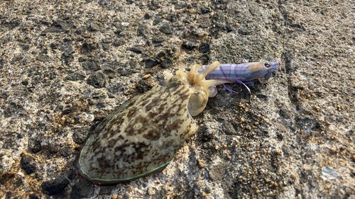 コウイカの釣果