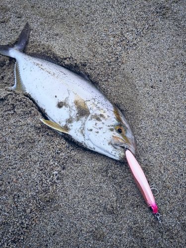 ネリゴの釣果