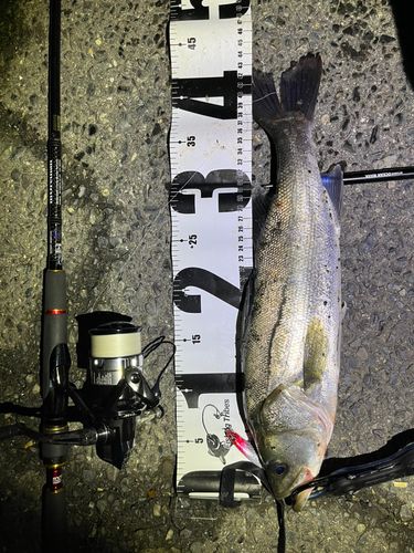 シーバスの釣果