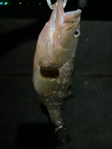 橘湾