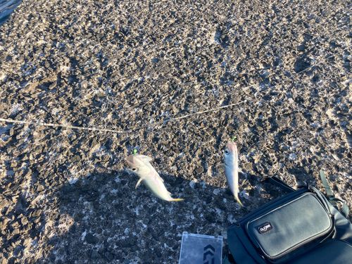 サバの釣果