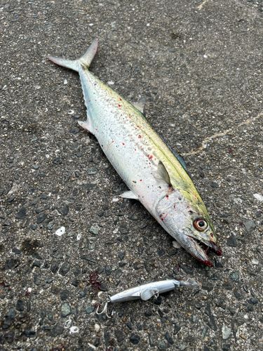 サゴシの釣果