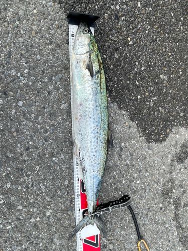 サワラの釣果