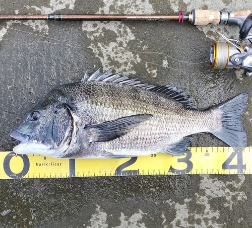クロダイの釣果