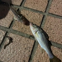 セイゴ（ヒラスズキ）