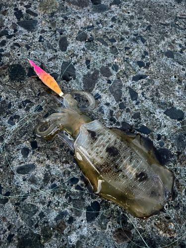 アオリイカの釣果