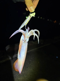 アカイカの釣果