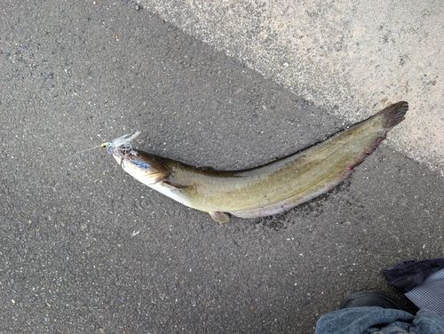 ナマズの釣果