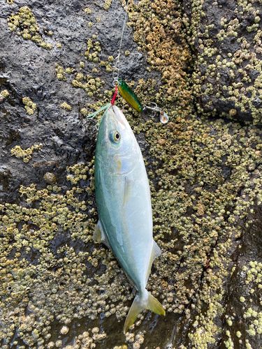 フクラギの釣果