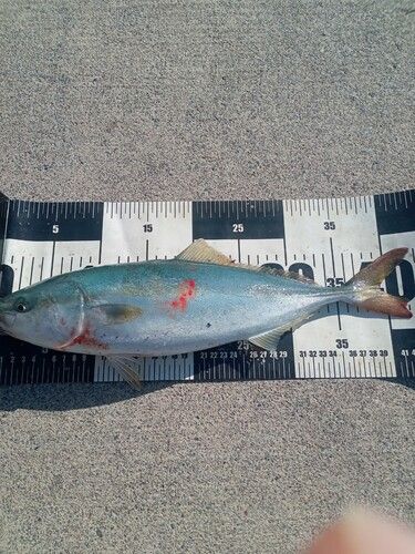 イナダの釣果