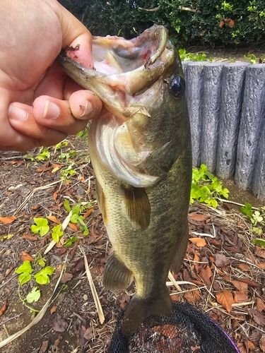 ラージマウスバスの釣果