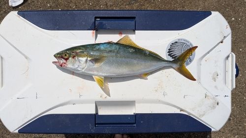 ツバスの釣果