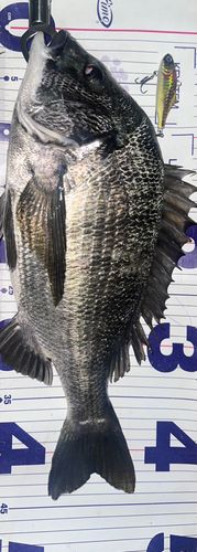 クロダイの釣果