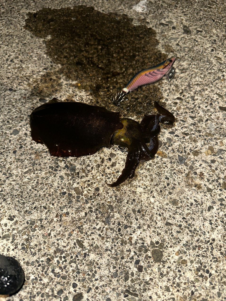 ツバス