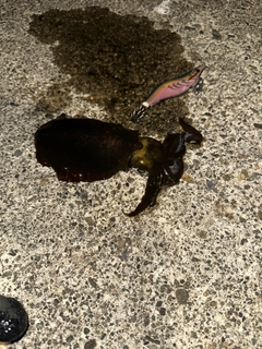 ツバスの釣果