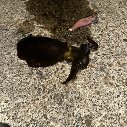 ツバス
