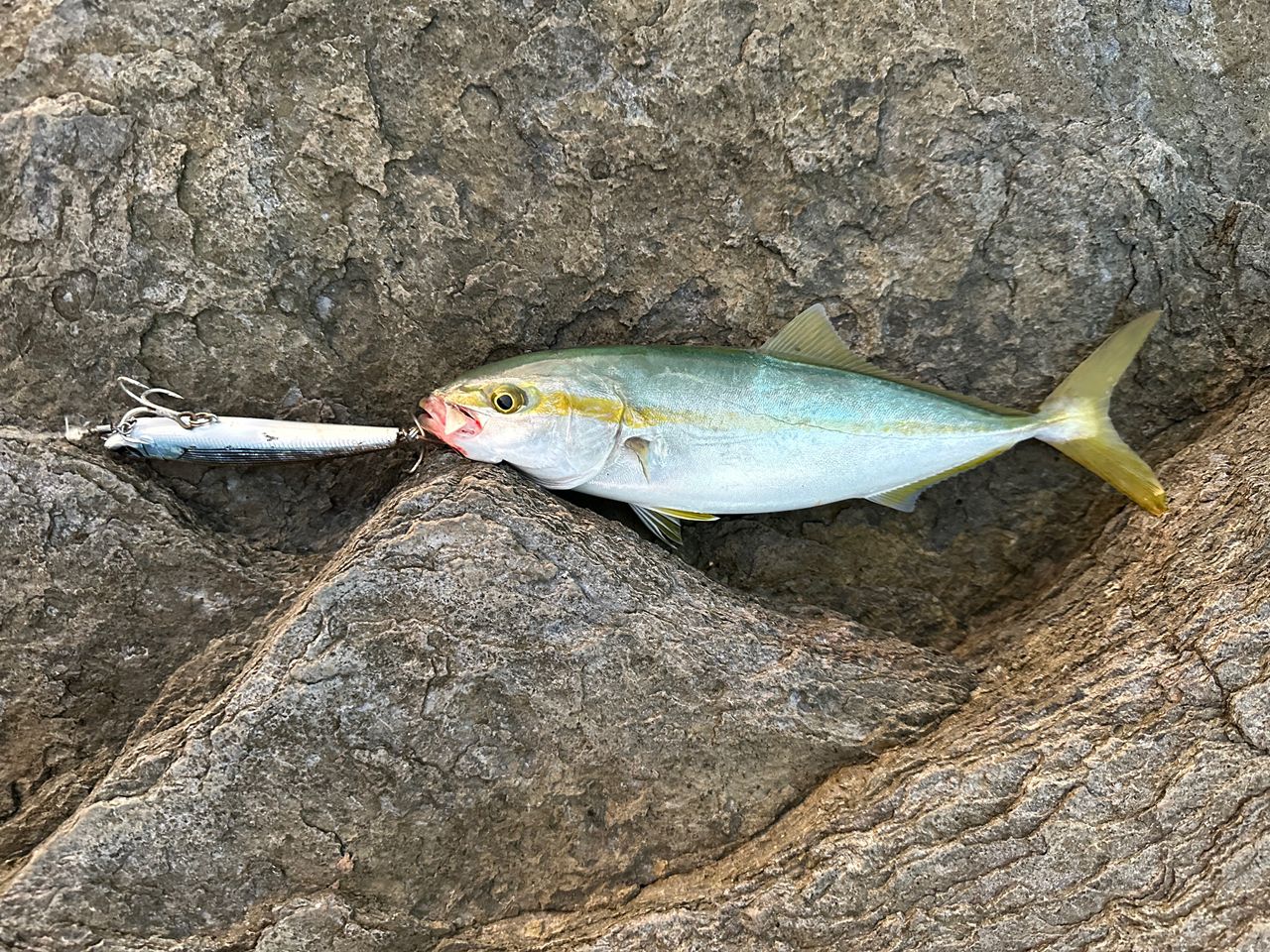 ツバス