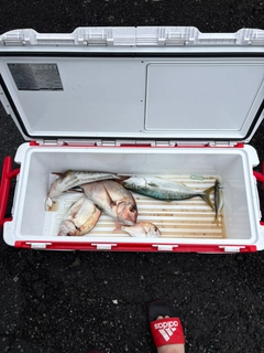 タイの釣果