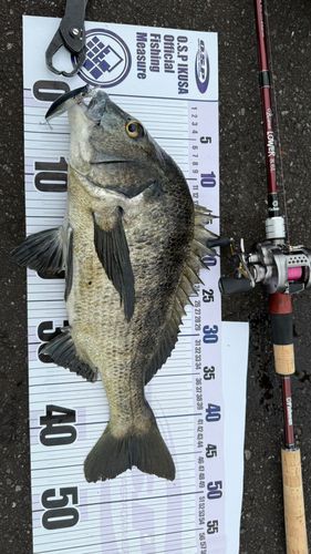 チヌの釣果
