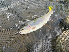 ニジマスの釣果