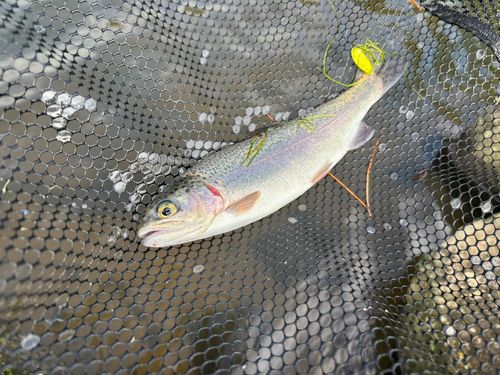 ニジマスの釣果