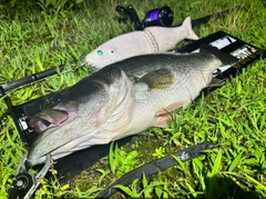 ブラックバスの釣果