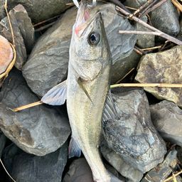 フッコ（マルスズキ）