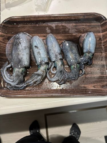 広島湾