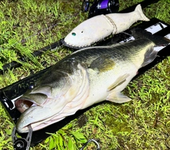 ブラックバスの釣果