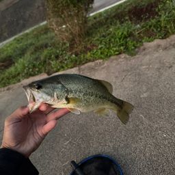 ラージマウスバス