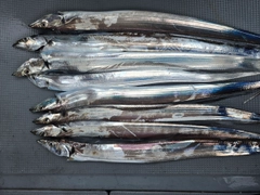 タチウオの釣果