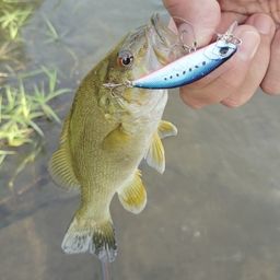 スモールマウスバス