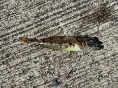 アナハゼの釣果