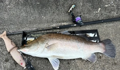 アカメの釣果