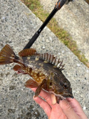 カサゴの釣果