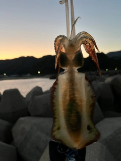アオリイカの釣果