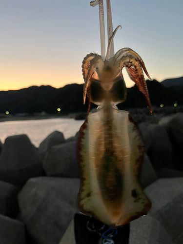 アオリイカの釣果