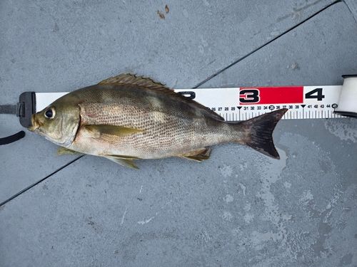 イサキの釣果