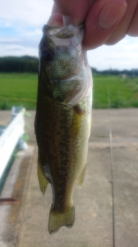 ラージマウスバスの釣果