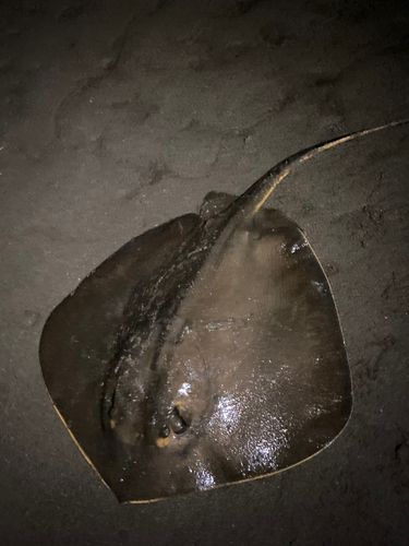 エイの釣果