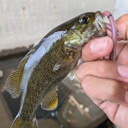 スモールマウスバス