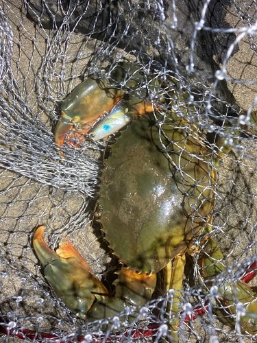 ノコギリガザミの釣果