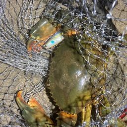 ノコギリガザミ