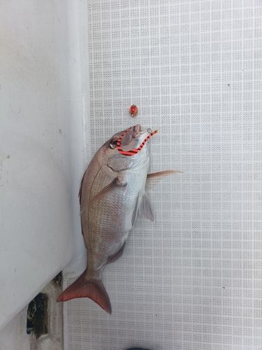 タイの釣果