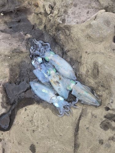 琴ヶ浜
