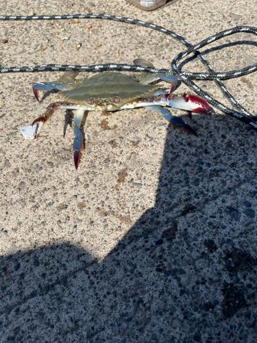 ワタリガニの釣果