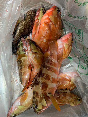 アカハタの釣果