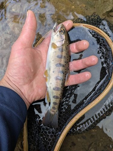 ヤマメの釣果