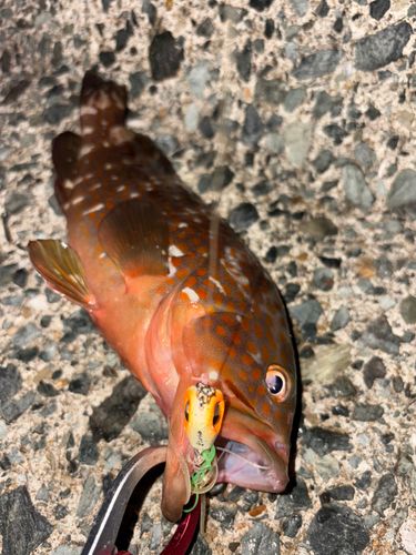 アコウの釣果